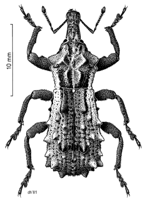 COLE Curculionidae Hadramphus pittospori.png