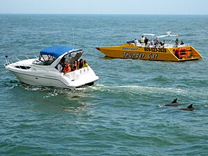 Cape May dolphin watching