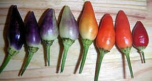 Capsicum annuum Twilight