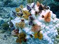 Christmas tree worm party