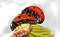 Coccinella septempunctata couple (aka)