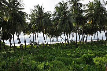 Coconut on the Wakenaam Coast - panoramio.jpg