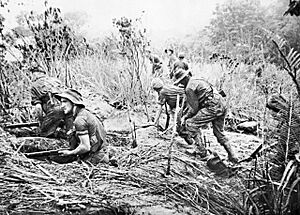 Commandos from the Australian 2-3rd Independent Company take up positions in weapon pits during an attack on Timbered Knoll, north of Orodubi (between Mubo and Salamaua), New Guinea