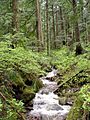Creek on Larch Mountain-Oregon