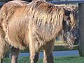 Dartmoor pony at Shepreth