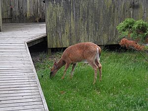 Deer in Cherry Crove, NY