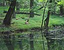 Deer resting in county park with stream near Union County College Cranford NJ