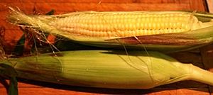 Early Sunglow sweetcorn 2009