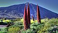 Echium Wildpretii at The Teide