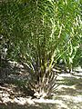 Elaeis guineensis0