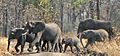 Elephants in Liwonde National Park