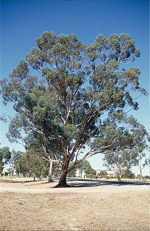 Eucalyptus astringens habit.jpg