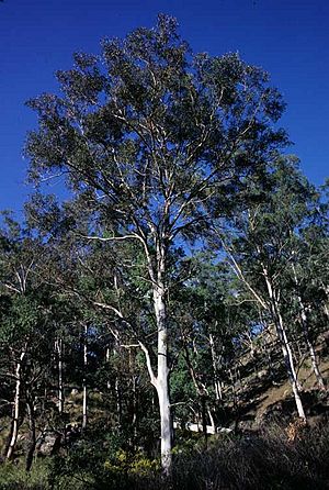 Eucalyptus major.jpg