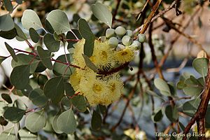 Eucalyptus orbifolia in Kings Park (16366267491)