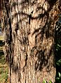 Eucalyptus radiata - trunk bark