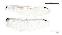 Eusynthemis barbarae male wings (35019523356)