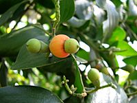 Exocarpos latifolius fruit Kewarra 4351