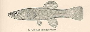 FMIB 37952 Fundulus seminolis Girard.jpeg