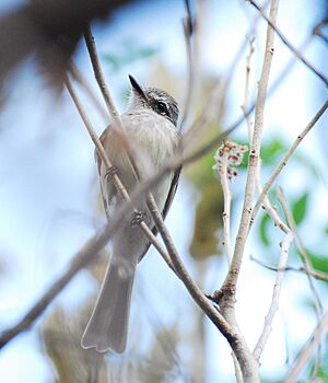 Flammulated Flycatcher