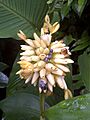 Flower of the Calathea allouia