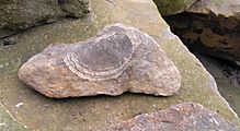 An 8cm bivalve fossil in a rock on Fossil Beach, Sedbury, Gloucestershire.