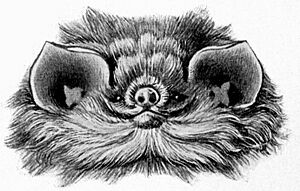 The image is an engraving, depicting the face of the thumbless bat