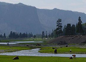 Gibbon River at Madison in Yellowstone-750px.JPG
