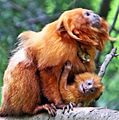 Golden Lion Tamarin and Baby
