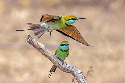Green bee-eaters (Merops orientalis ceylonicus) hunt 3