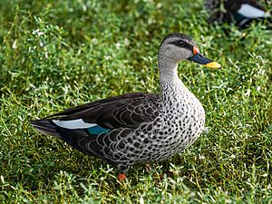 Indian Spot-billed Duck Karanji Mysore Dec23 A7C 08345