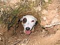 Jack Russell Terrier exits den pipe