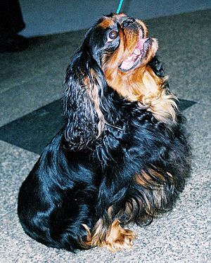 A small black and brown dog with long ears sits and looks upwards. It has a short stubby muzzle.