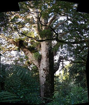 King of New Zealand forest is Majestic Kauri pine