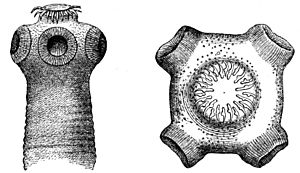 Kopf bewaffneter Bandwurm-drawing