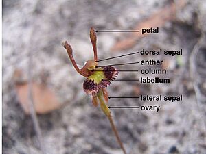 Leporella labelled.001