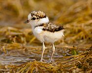 Little ringed plover - chick