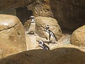 Magellanic Penguins at Lansing Potter Park Zoo