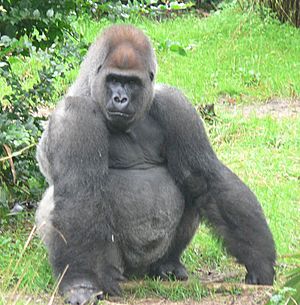 Male silverback Gorilla