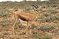 Maroccan dorcas gazelle (Gazella dorcas massaesyla)