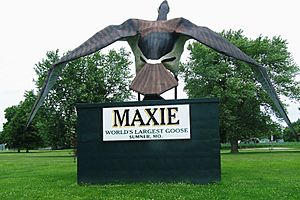 Maxie the goose 1.jpg