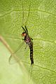 Mayfly - atalophlebia