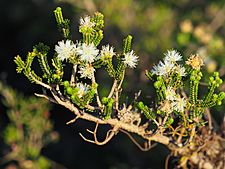 Melaleuca araucarioides (foliage and flowers)
