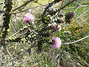 Melaleuca orbicularis foliage, flowers and fruit.jpg
