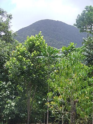 Mount Sorrow, Cape Tribulation, QLD
