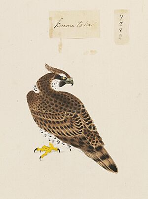 Naturalis Biodiversity Center - RMNH.ART.461 - Spizaetus nipalensis - Kawahara Keiga - 1823 - 1829 - Siebold Collection - pencil drawing - water colour