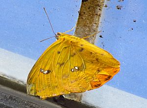 Orange Emigrant butterfly.jpg