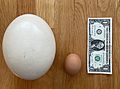 Ostrich & chicken egg comparison