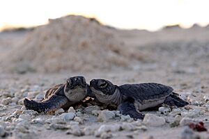 PMNM - sea turtle hatchlings (28128852695)