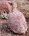 Painted sandgrouse chick
