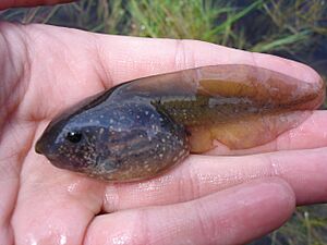 Pelobates fuscus czech republic na plachte